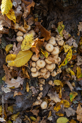 Mushrooms grow near a stump in the forest. Golden beautiful autumn