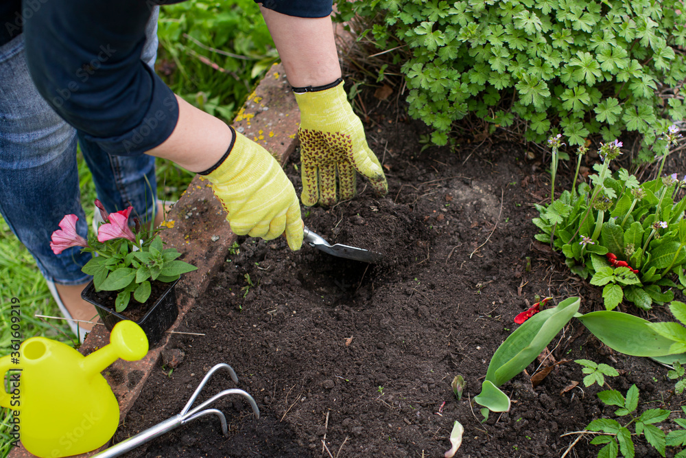 Fototapeta premium female gardener loosens soil in flowerbed among flowers for planting plants. Gardening concept. open air free time concept. blogging concept