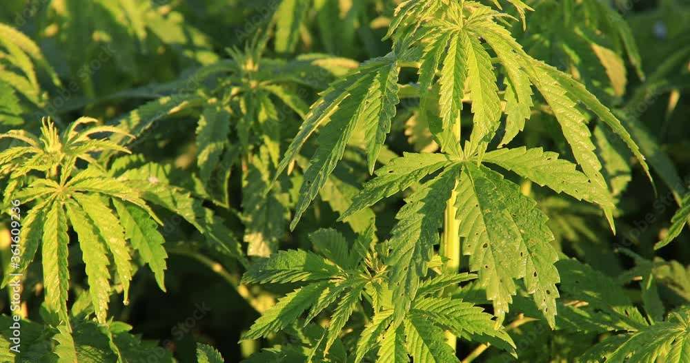 Green bushes of marijuana. Close up view of a marijuana cannabis bud at sunset Green bushes of marijuana. Close up view of a marijuana cannabis bud at sunset