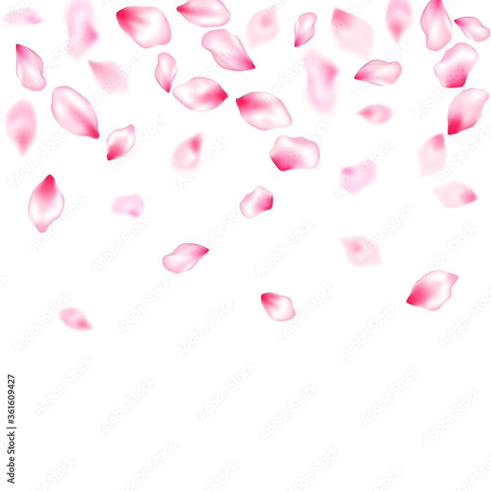 Pink sakura petals confetti flying and falling