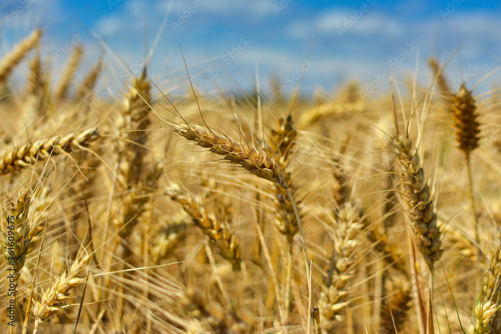 Close up of ripe rye cereal grain plant in field under blue sky Close up of ripe rye cereal grain plant in field under blue sky