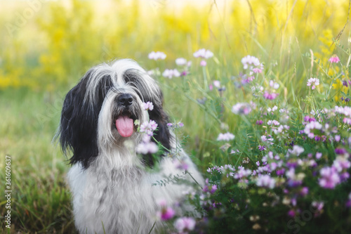 Quadro em tela Beautiful Tibetan terrier dog  sitting outside among wildflowers selective focus