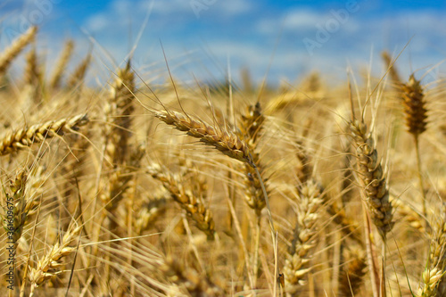 Close up of ripe rye cereal grain plant in field under blue sky