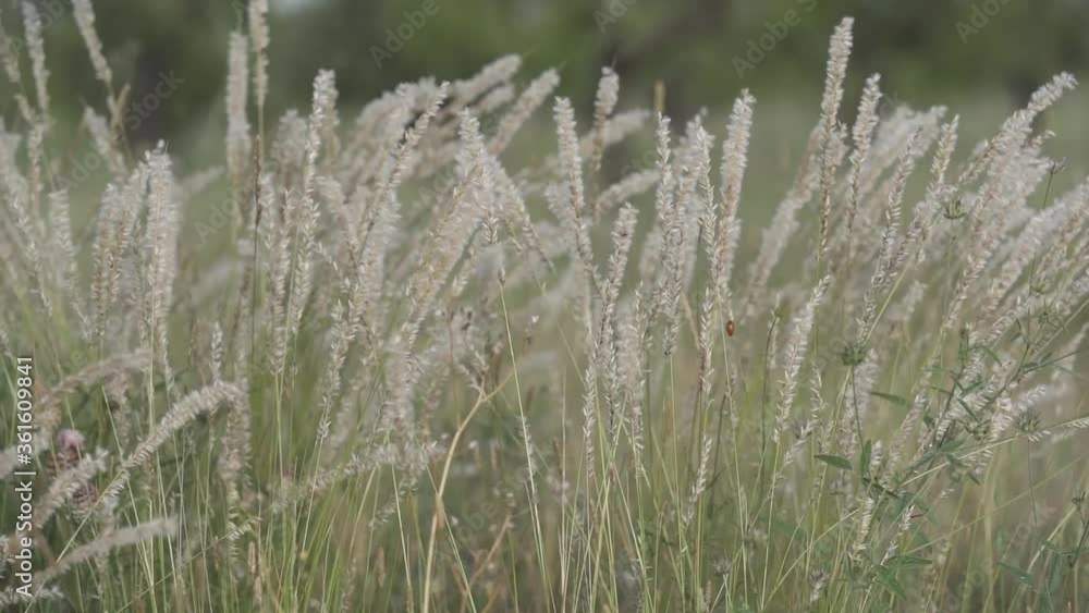 herbs that move with the wind and are illuminated by the evening sun herbs that move with the wind and are illuminated by the evening sun