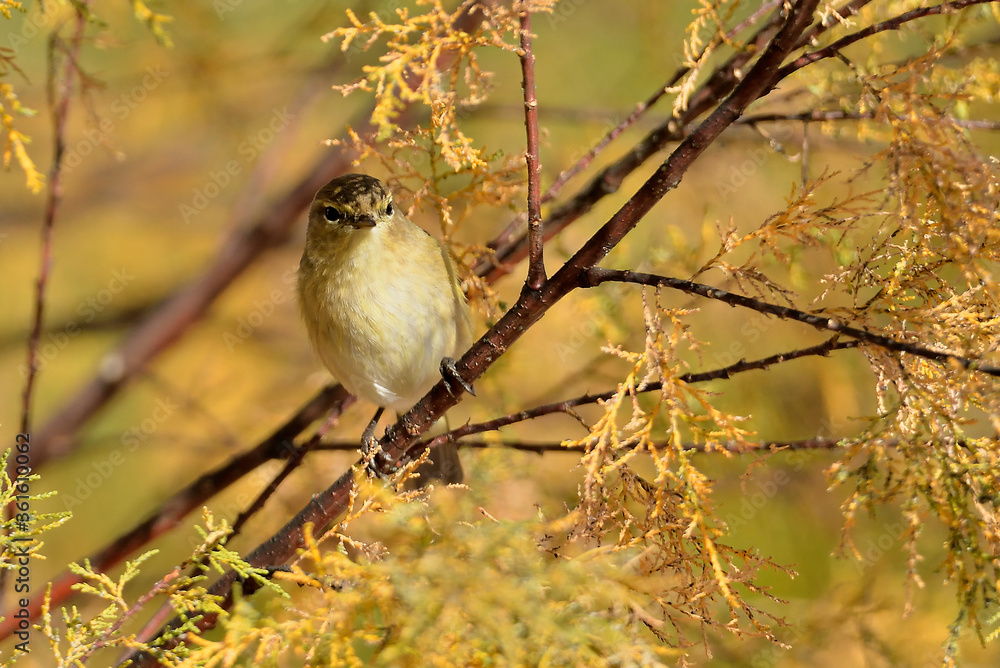 Fototapeta premium mosquitero musical posado en una rama del parque (Phylloscopus trochilus) Marbella Andalucía España
