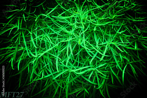 abstract green background with space. Broom