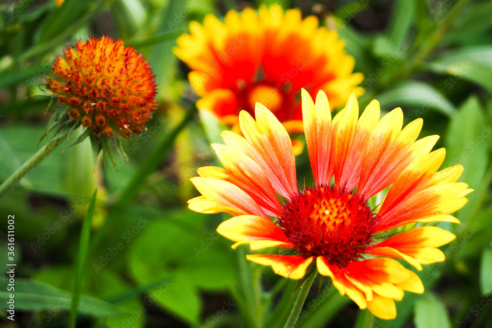 three perennial yellow buds with red gaillardia on a green background on a summer day three perennial yellow buds with red gaillardia on a green background on a summer day