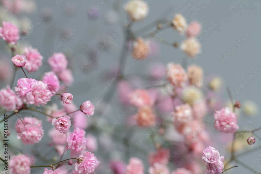 Multicolored bouquet of gypsophila flowers on gray background. Minimal composition of gypsophila flowers on pale pastel background. Multicolored bouquet of gypsophila flowers on gray background. Minimal composition of gypsophila flowers on pale pastel background.