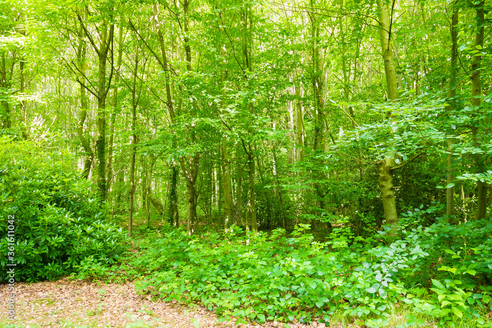 Obraz premium Beautiful wild forest during the spring season on a sunny day. Very colorful green foliage. Luxurious peaceful nature. Gorgeous preserved landscape. Normandy, France. 