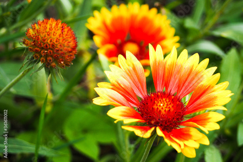 three perennial yellow buds with red gaillardia on a green background on a summer day