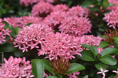 pink hydrangea flowers