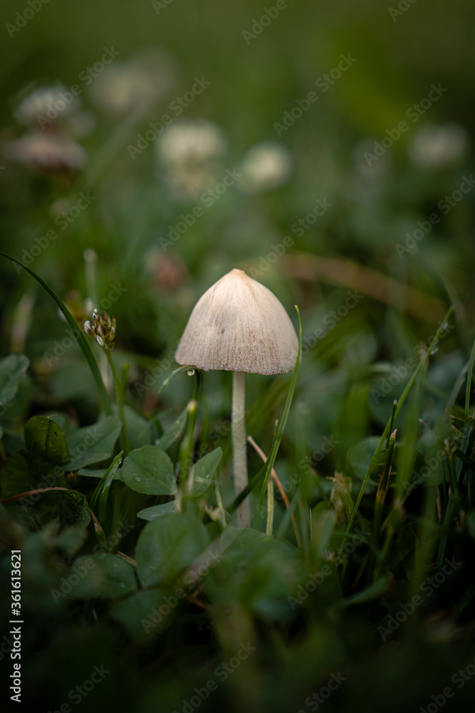 A close up macro photograph looking across the grass at a single mushroom and cap growing in the middle of a patch of green grass and clover with dark vignette at border of image. A close up macro photograph looking across the grass at a single mushroom and cap growing in the middle of a patch of green grass and clover with dark vignette at border of image.