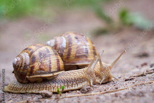 Two Snails crawling on soil after rain ( Helix Pomatia )	