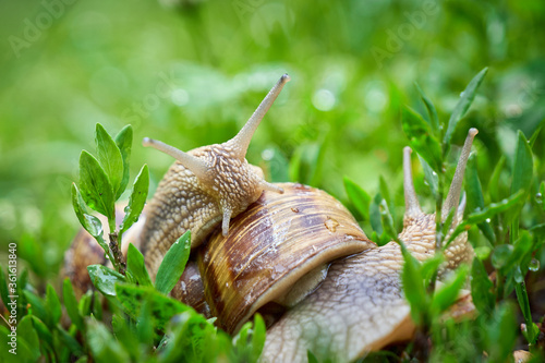 One snail climbing another snail ( Helix Pomatia )	 photo