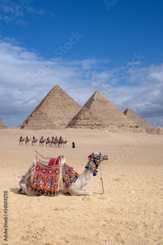 Camel sitting and resting after walk across a desert at the great pyramids of Giza, Cairo, Egypt
