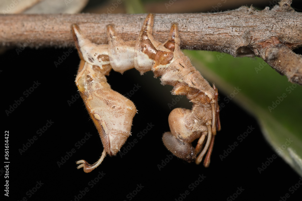 Fototapeta premium A lobster mimic caterpillar