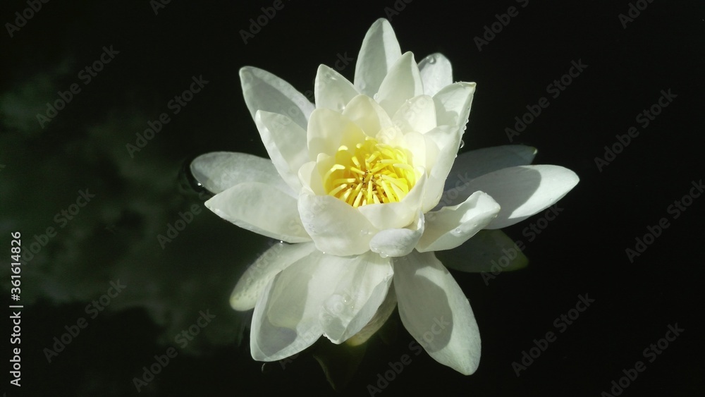 white water lily swims in black water. pure, bright, white water flower. clouds are reflected in dark water. a close up of a flower. high quality photo white water lily swims in black water. pure, bright, white water flower. clouds are reflected in dark water. a close up of a flower. high quality photo