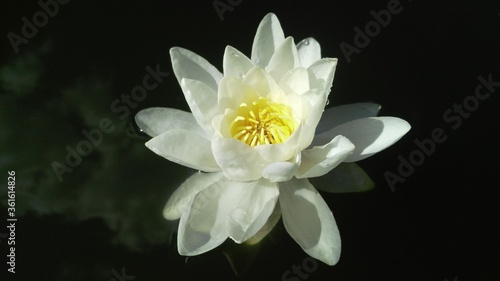 white water lily swims in black water. pure, bright, white water flower. clouds are reflected in dark water. a close up of a flower. high quality photo