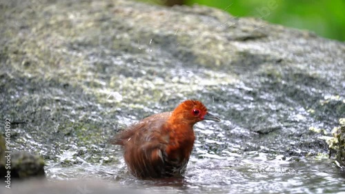 Red-legged Crake; Rallina fasciata bird playing in the pond.