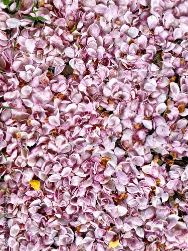 Background of pink petals from a tree. 