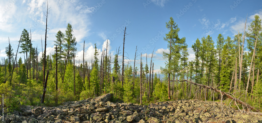 Φωτογραφία The taiga and alpine tundra - stone deposits, fragments of rock, boulders