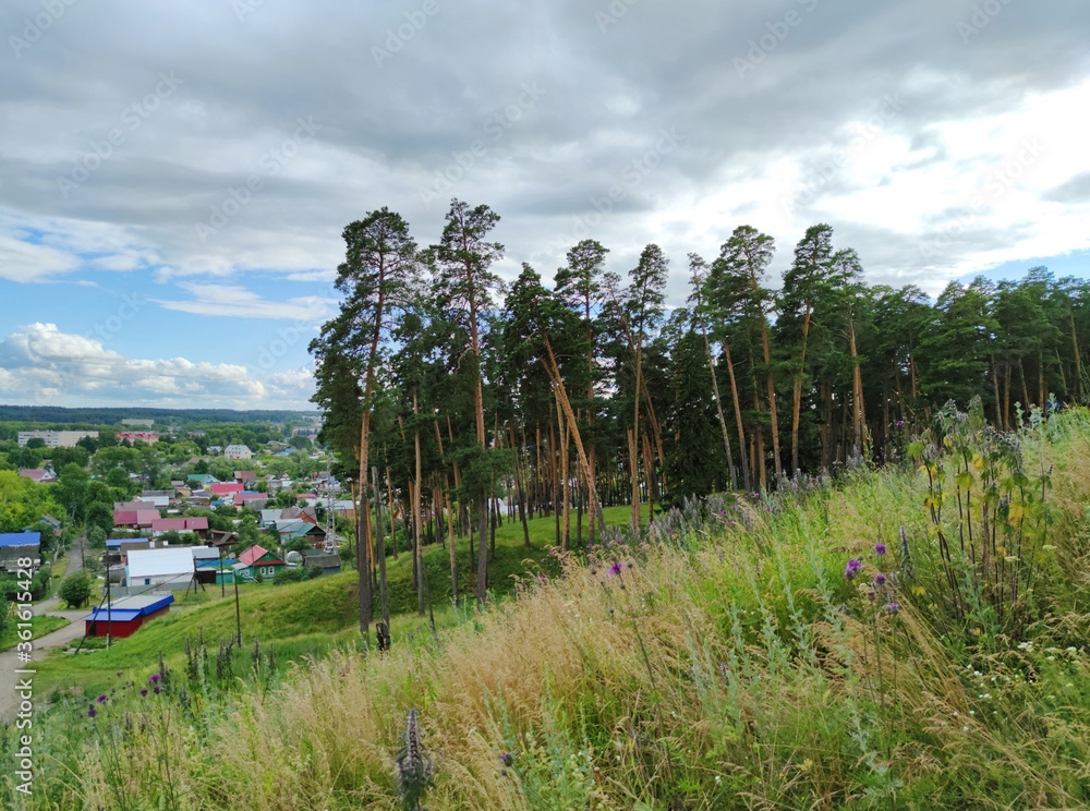 pine forest with tall trees near a small town against the evening cloudy sky pine forest with tall trees near a small town against the evening cloudy sky