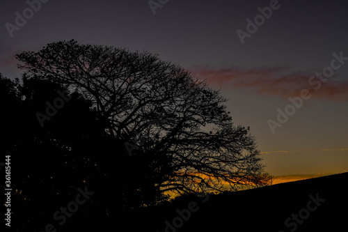 Crepúsculo atrás de silhueta de uma árvore decídua. Paineira (Ceiba Especiosa)  na arurora photo