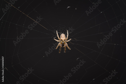 Orb weaver spider in its web