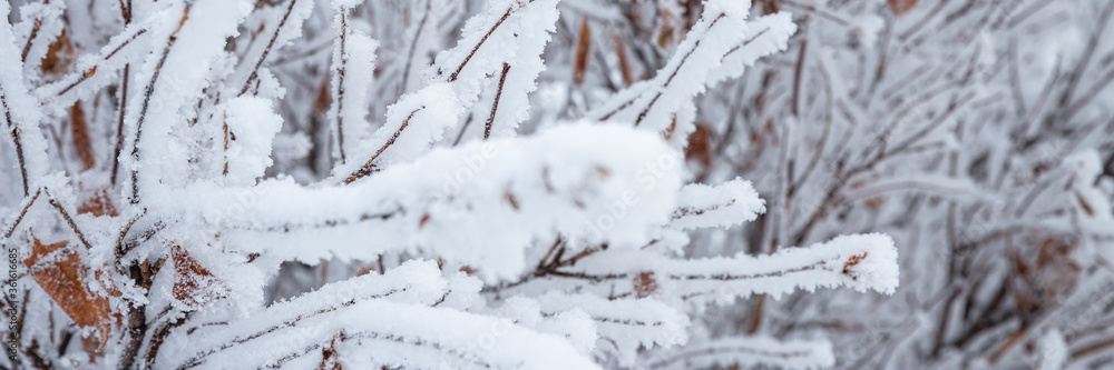 Snow and rime ice on the branches of bushes. Beautiful winter background with twigs covered with hoarfrost. Plants in the park are covered with hoar frost. Cold snowy weather. Cool frosting texture. Snow and rime ice on the branches of bushes. Beautiful winter background with twigs covered with hoarfrost. Plants in the park are covered with hoar frost. Cold snowy weather. Cool frosting texture.