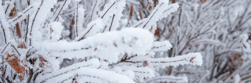 Snow and rime ice on the branches of bushes. Beautiful winter background with twigs covered with hoarfrost. Plants in the park are covered with hoar frost. Cold snowy weather. Cool frosting texture.