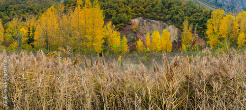 Populus in Autumn colors, Fall colors, Torrecilla en Cameros, Iregua River Valley, Cameros, La Rioja, Spain, Europe photo