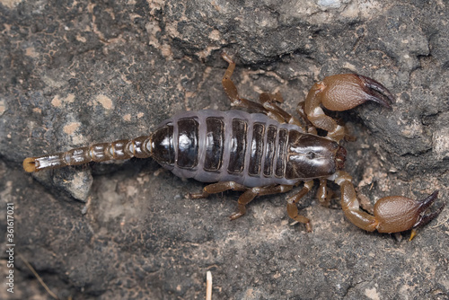 Heterometrus xanthopus  Scorpion