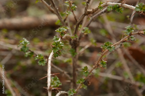 Rosehip bush in forest