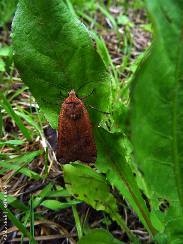 Obraz premium Papillon de nuit