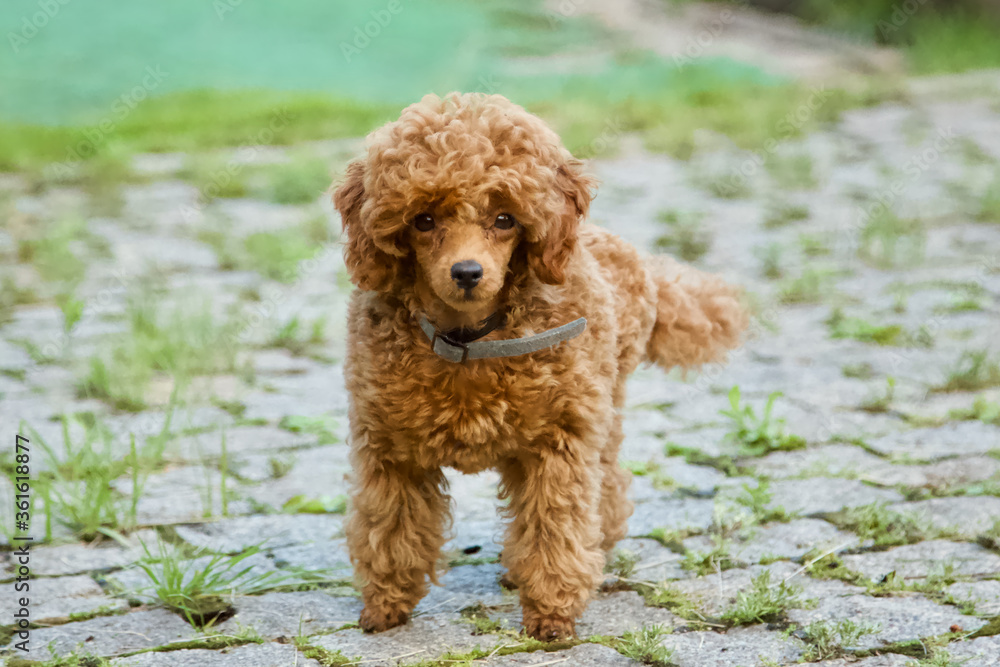 poodle puppy in grass poodle puppy in grass
