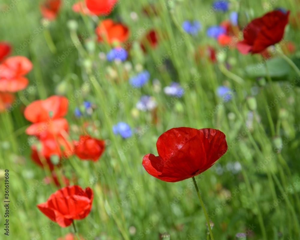 Obraz premium Leuchtend rote Mohnblumen in Wiese mit Kornblumen in Blau