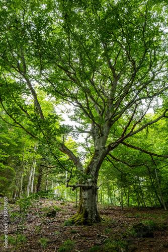 balade en forêt