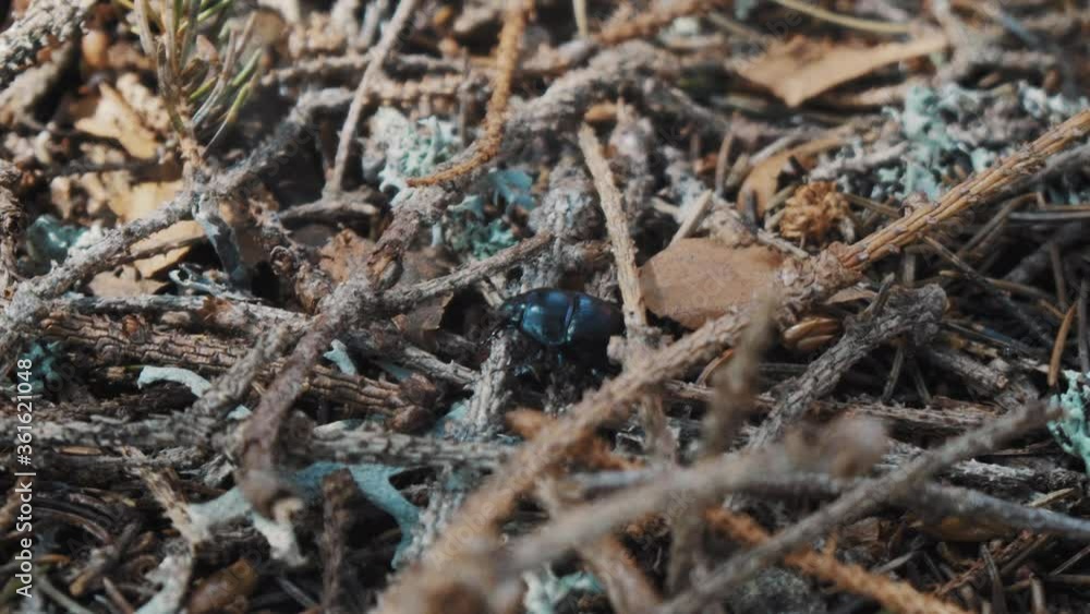 A manure beetle stands on pine thorns A manure beetle stands on pine thorns