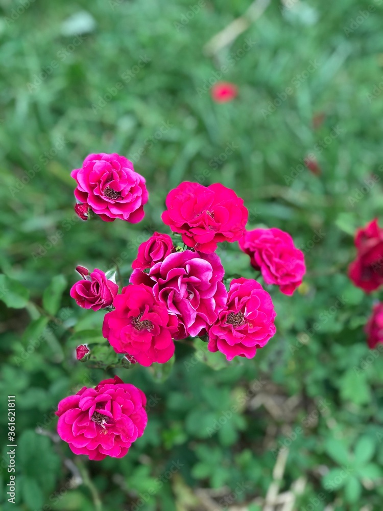 Roses rose Roses rose