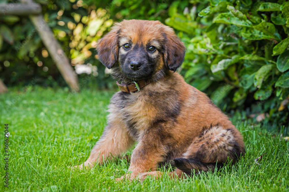 Portrait eines Hovawart Hundewelpen im Garten Portrait eines Hovawart Hundewelpen im Garten
