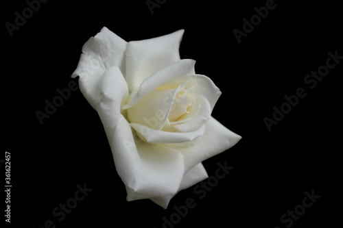 Fototapeta Naklejka Na Ścianę i Meble -  White rose on black background