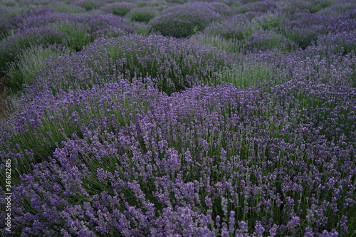 field of lavender
