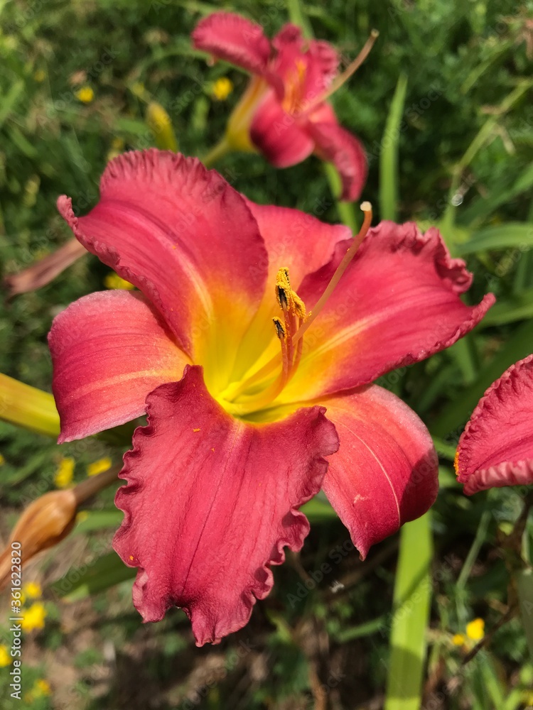 pretty red and yellow lily
