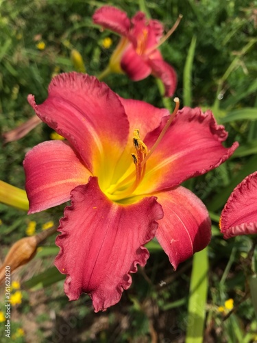 pretty red and yellow lily