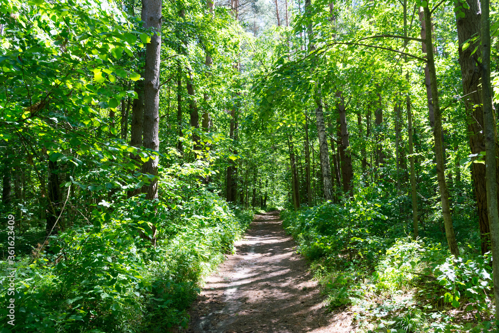 Hiking trail in the Ichalkovsky forest Hiking trail in the Ichalkovsky forest
