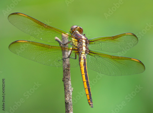 Close-up Focus Stacked Image of a Golden-Winged Skimmer Dragonfly © sdbower