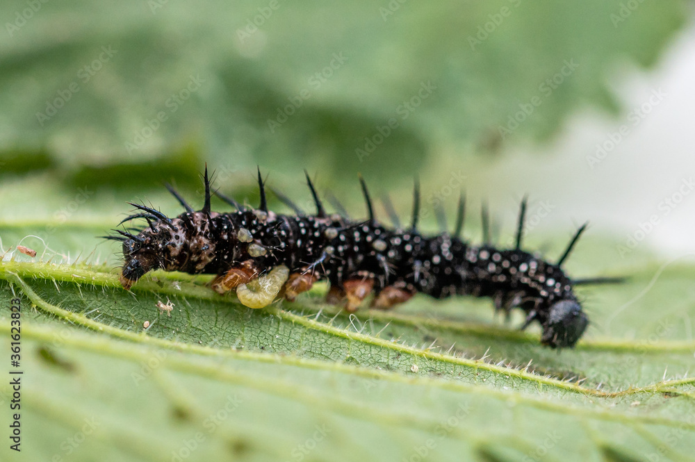 Parasitic wasp larvae emerging from a live peacock butterfly caterpillar Parasitic wasp larvae emerging from a live peacock butterfly caterpillar