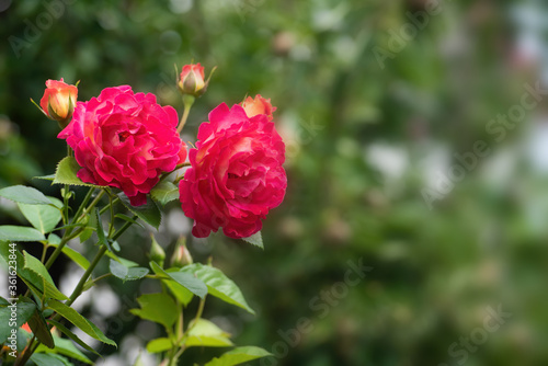 Beautiful pink rose flowers in summer garden