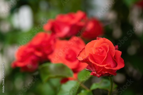 Beautiful red rose flowers in summer garden