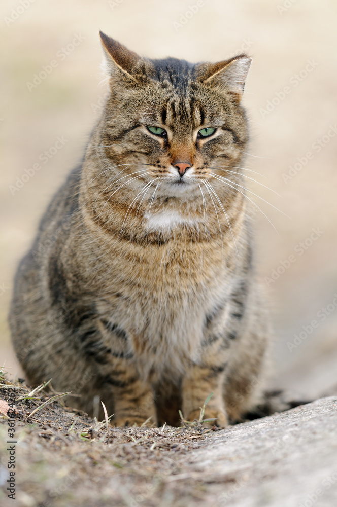 Fat sad tabby cat sits on the ground